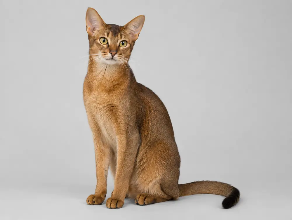 Abyssinian cat