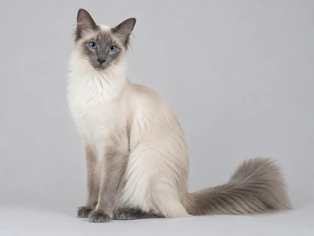 Balinese cat