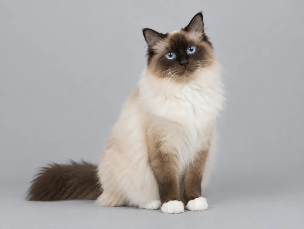 Birman cat