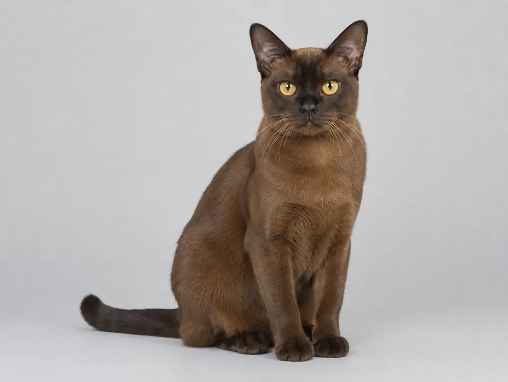 Burmese cat