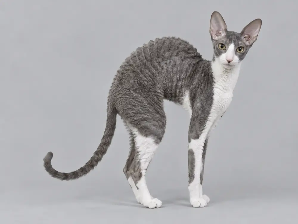 Cornish Rex cat