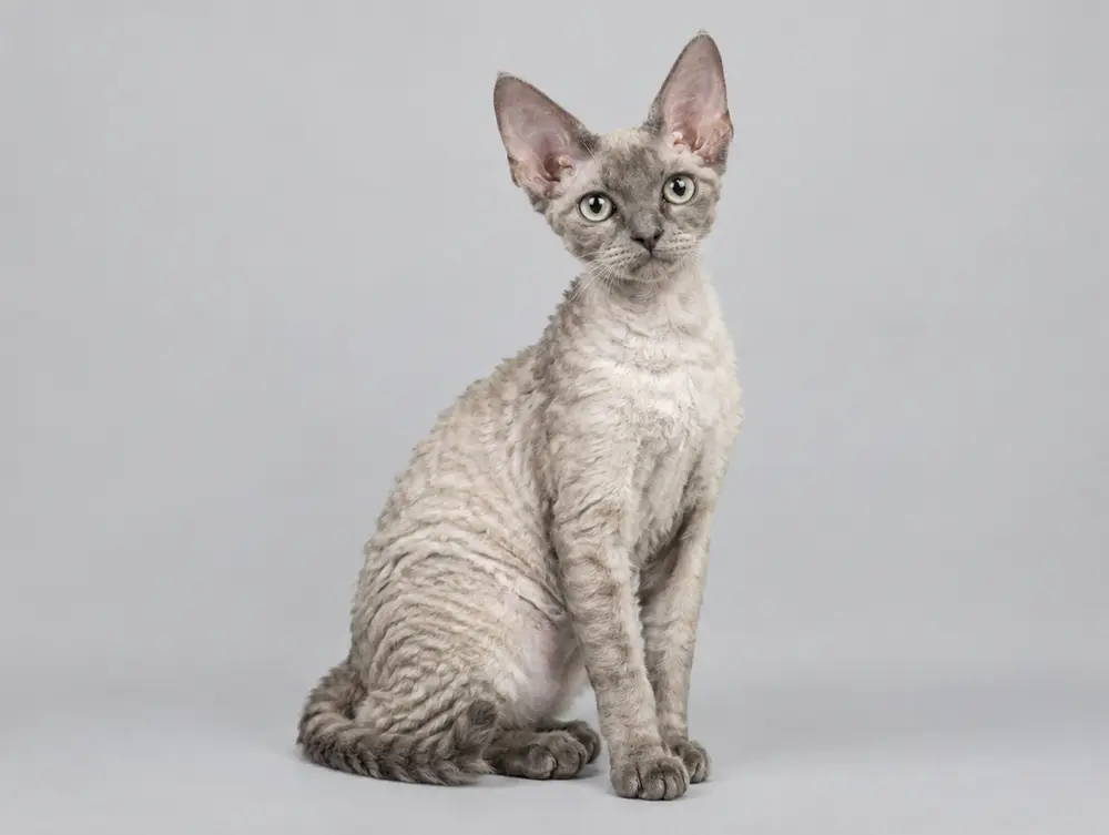 Devon Rex cat