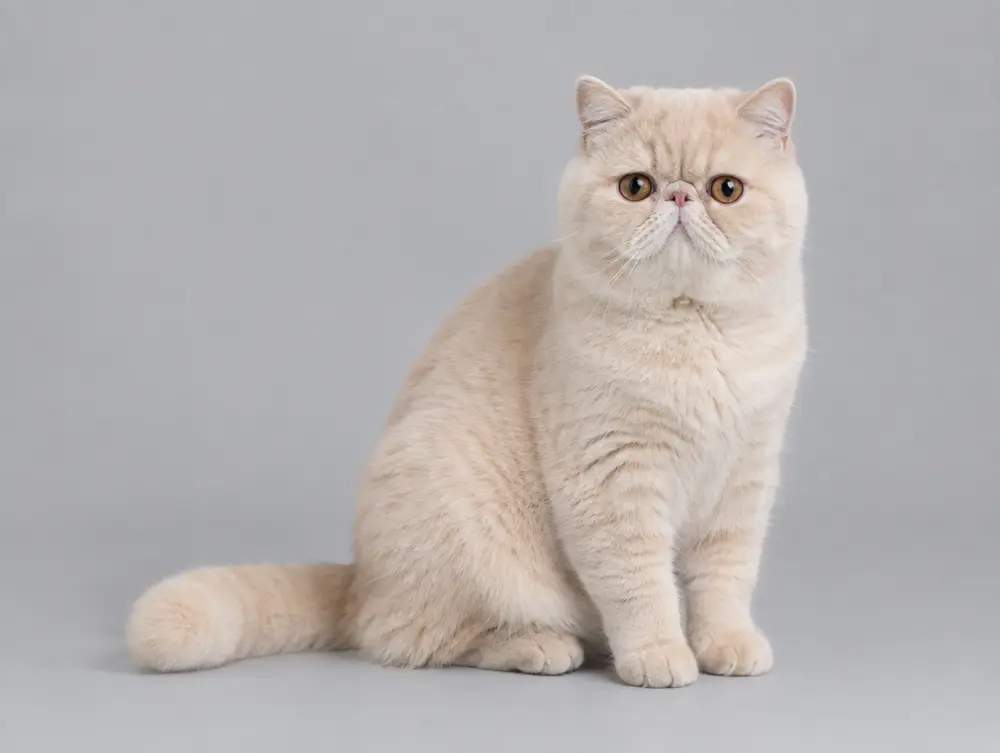 Exotic Shorthair cat