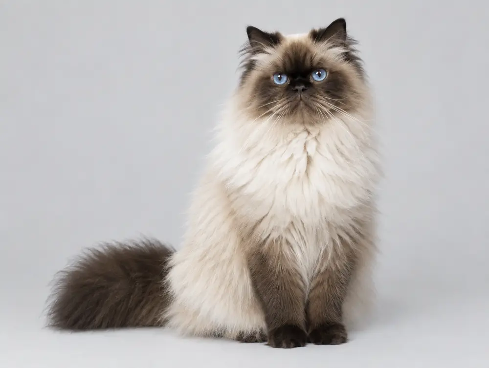 Himalayan cat