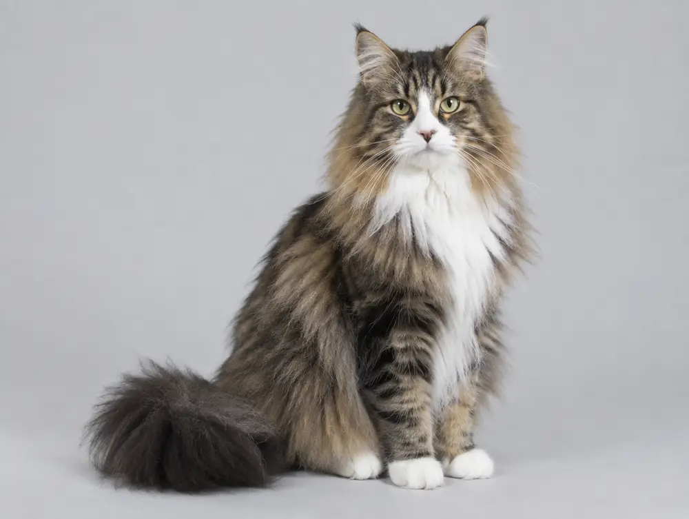 Norwegian Forest Cat cat