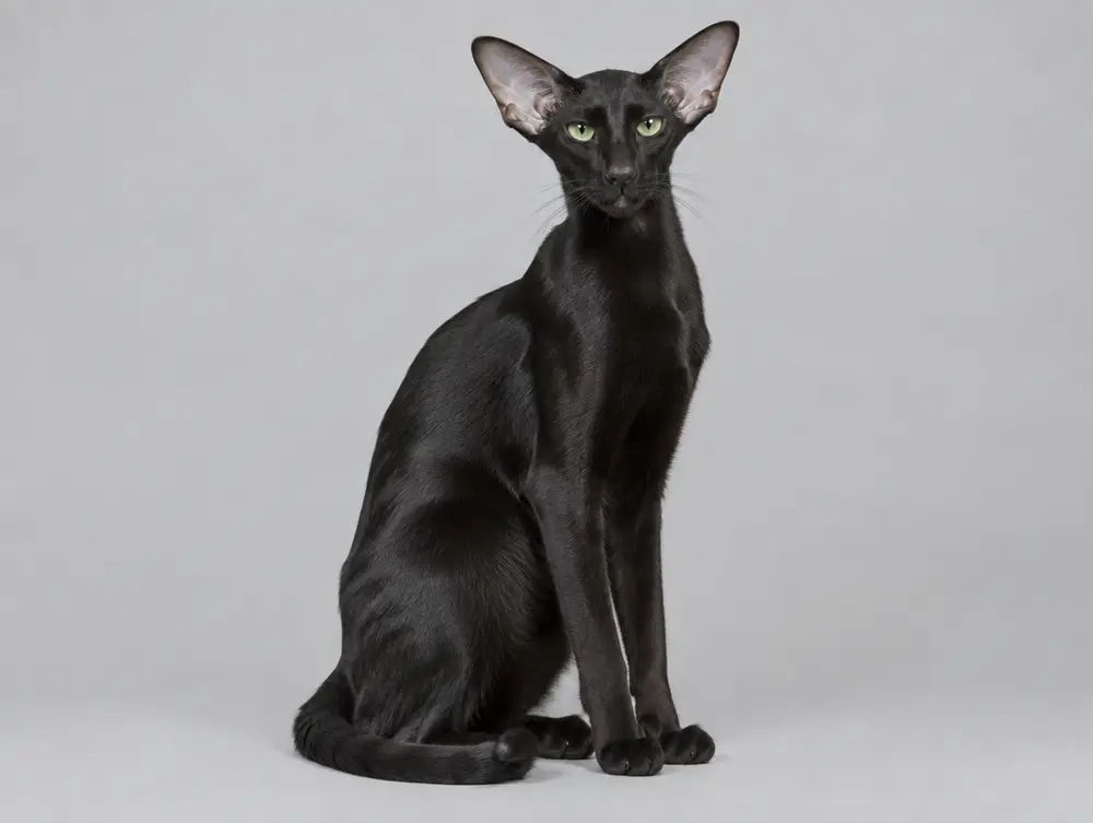 Oriental Shorthair cat