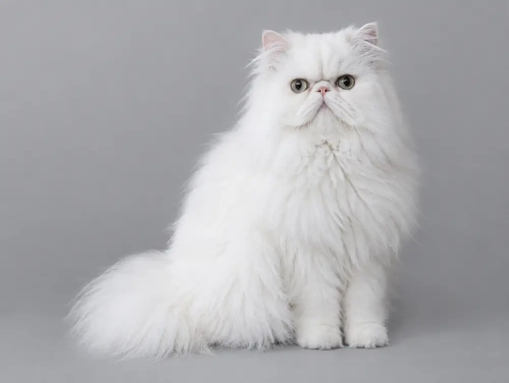 Persian cat