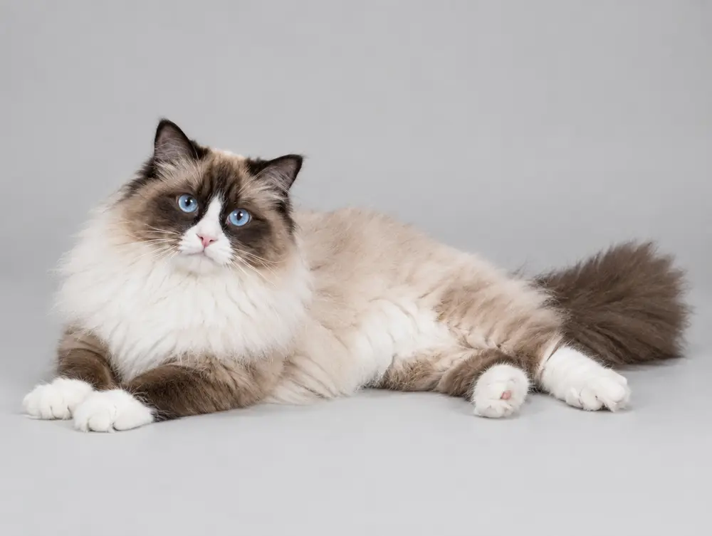 Ragdoll cat