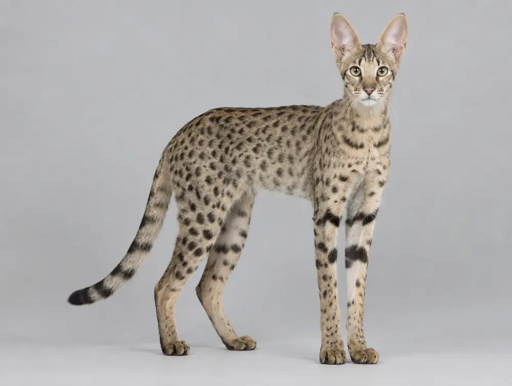 Savannah cat