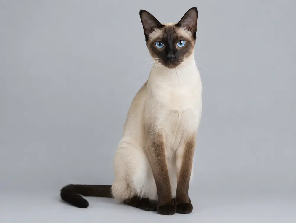 Siamese cat
