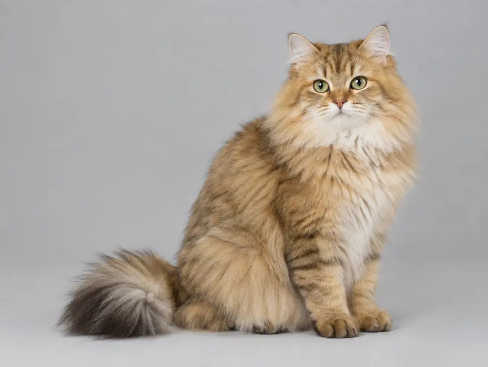 Siberian cat