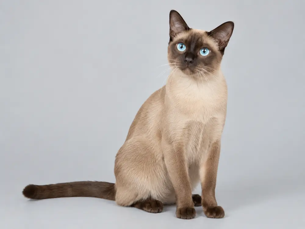 Tonkinese cat
