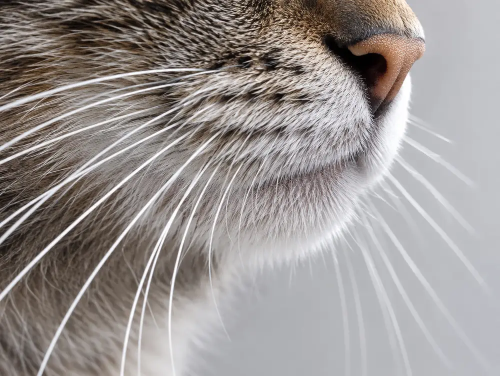 Macro photo of a cat's muzzle and long white whiskers