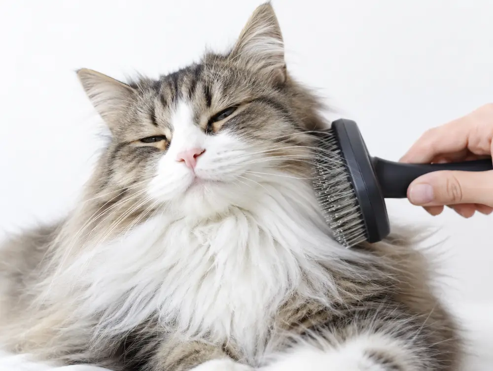 Grooming & Hygiene